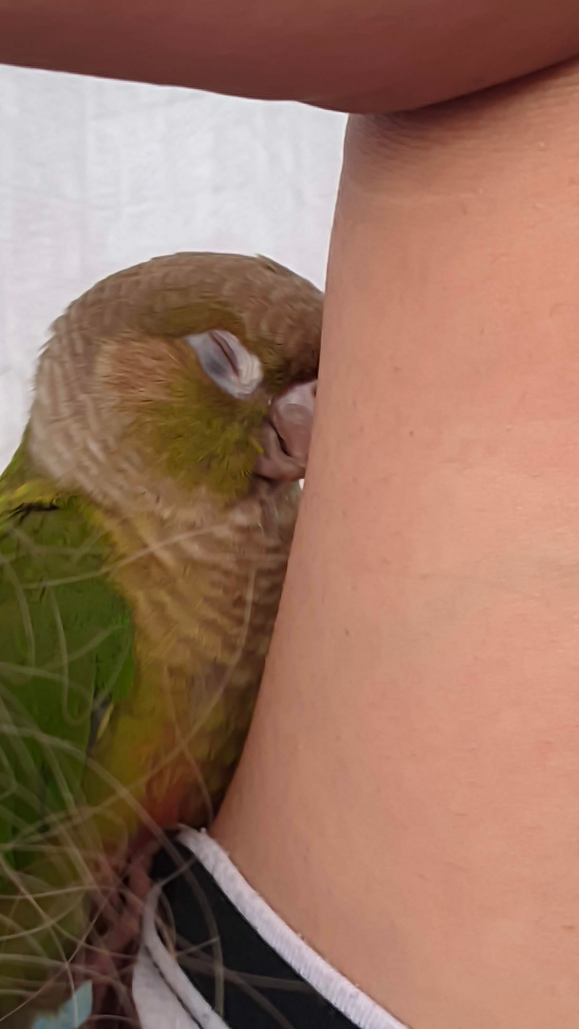 Greenchick
